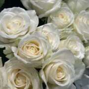 ヒメ日記 2026/02/15 16:30 投稿 なえ 石庭