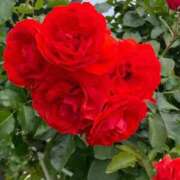 ヒメ日記 2026/02/24 11:11 投稿 なえ 石庭