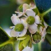 ヒメ日記 2025/12/17 09:01 投稿 あず チューリップ仙台店