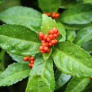 ヒメ日記 2025/12/21 08:46 投稿 あず ジュエルズ