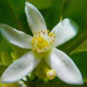 ヒメ日記 2025/12/29 09:16 投稿 あず ジュエルズ