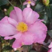 ヒメ日記 2026/01/03 08:16 投稿 あず ジュエルズ