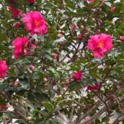 ヒメ日記 2026/01/05 16:01 投稿 あず ジュエルズ