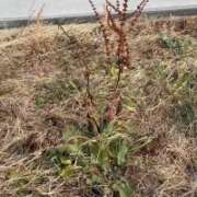 ヒメ日記 2026/01/11 13:16 投稿 あず ジュエルズ