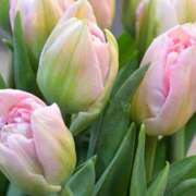 ヒメ日記 2026/01/15 07:16 投稿 あず ジュエルズ