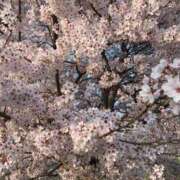 ヒメ日記 2026/02/23 07:31 投稿 あず ジュエルズ