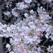 ヒメ日記 2026/04/04 11:21 投稿 のあ エデン