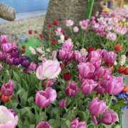 筒居 あやめ ありがとうございました😽 夜這い調教クラブ本店