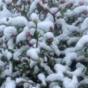 ヒメ日記 2026/02/08 07:10 投稿 小夏わかな ウルトラセレクション