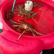 ヒメ日記 2026/02/20 21:16 投稿 つきか ジュエルズ