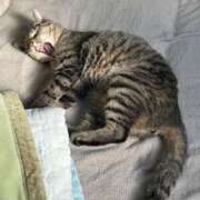 ヒメ日記 2026/02/20 21:01 投稿 いずみ ジュエルズ