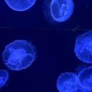 にこり にこり（スピード難波店） スピード難波店