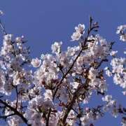 ヒメ日記 2026/03/28 18:52 投稿 星月ゆの 癒しのマダム