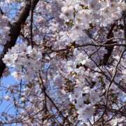 ヒメ日記 2026/04/03 12:58 投稿 星月ゆの 癒しのマダム