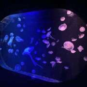 ヒメ日記 2025/12/30 12:28 投稿 きい ぐっすり山田　福岡店