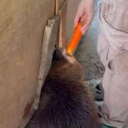 月城みつは 本能のままに？ ABC 岩手ソープ