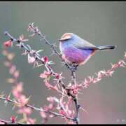 ヒメ日記 2026/04/11 14:16 投稿 月城みつは ABC 岩手ソープ