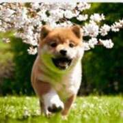 ヒメ日記 2026/04/11 18:16 投稿 月城みつは ABC 岩手ソープ