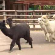 ヒメ日記 2026/04/12 06:01 投稿 月城みつは ABC 岩手ソープ