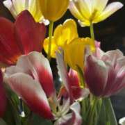 ヒメ日記 2025/12/27 21:01 投稿 大川ゆう アラフォーna奥様 アラフィフna奥様（埼玉ハレ系）