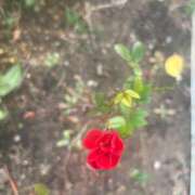 ヒメ日記 2025/12/29 21:01 投稿 大川ゆう アラフォーna奥様 アラフィフna奥様（埼玉ハレ系）