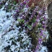 ヒメ日記 2026/01/03 13:03 投稿 大川ゆう アラフォーna奥様 アラフィフna奥様（埼玉ハレ系）