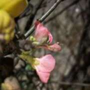 ヒメ日記 2026/01/05 08:38 投稿 大川ゆう アラフォーna奥様 アラフィフna奥様（埼玉ハレ系）