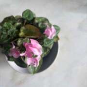 ヒメ日記 2026/01/15 21:02 投稿 大川ゆう アラフォーna奥様 アラフィフna奥様（埼玉ハレ系）