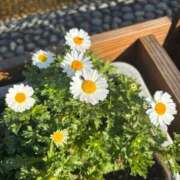 ヒメ日記 2026/01/23 13:03 投稿 大川ゆう アラフォーna奥様 アラフィフna奥様（埼玉ハレ系）