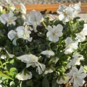 ヒメ日記 2026/01/25 08:34 投稿 大川ゆう アラフォーna奥様 アラフィフna奥様（埼玉ハレ系）