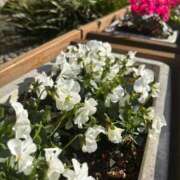 ヒメ日記 2026/01/31 08:49 投稿 大川ゆう アラフォーna奥様 アラフィフna奥様（埼玉ハレ系）