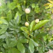 大川ゆう 戯れ アラフォーna奥様 アラフィフna奥様（埼玉ハレ系）