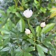 大川ゆう おはようございます アラフォーna奥様 アラフィフna奥様（埼玉ハレ系）