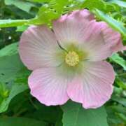 ヒメ日記 2026/07/15 08:32 投稿 大川ゆう アラフォーna奥様 アラフィフna奥様（埼玉ハレ系）