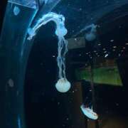 ヒメ日記 2026/01/04 01:42 投稿 桃瀬　翠 タッチVIP