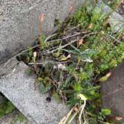 ヒメ日記 2026/03/28 22:44 投稿 宮知【みやち】 丸妻 西船橋店