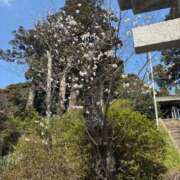 ヒメ日記 2026/03/29 10:32 投稿 宮知【みやち】 丸妻 西船橋店