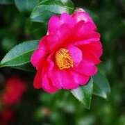 ヒメ日記 2026/02/03 22:03 投稿 あやみ モアグループ南越谷人妻花壇