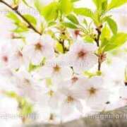 ヒメ日記 2026/04/09 09:27 投稿 あやみ モアグループ南越谷人妻花壇