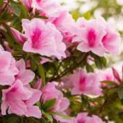 ヒメ日記 2026/04/13 17:48 投稿 あやみ モアグループ南越谷人妻花壇