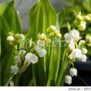 ヒメ日記 2026/04/18 14:18 投稿 あやみ モアグループ南越谷人妻花壇