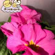 ヒメ日記 2026/01/31 23:04 投稿 青田奈々 セレブショップ新宿（東京ハレ系）