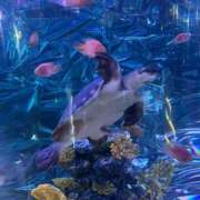 ヒメ日記 2026/04/13 18:46 投稿 赤松　みな ギン妻パラダイス 谷九店