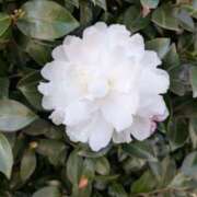 ヒメ日記 2025/12/25 07:00 投稿 井上あやめ イエスグループ熊本 華女