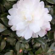 ヒメ日記 2025/12/29 15:30 投稿 井上あやめ イエスグループ熊本 華女