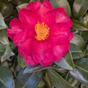 ヒメ日記 2026/01/18 17:13 投稿 井上あやめ イエスグループ熊本 華女