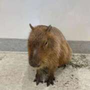 ヒメ日記 2026/05/08 14:39 投稿 かのん SOAPLAND COSPA SAPPORO