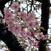 ヒメ日記 2026/02/12 12:45 投稿 りお アリスカフェ