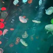 ヒメ日記 2026/03/15 09:26 投稿 りお アリスカフェ