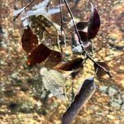 ヒメ日記 2026/03/21 12:46 投稿 りお アリスカフェ